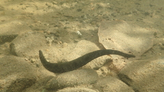 Haemopis lateromaculata