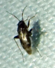 Spanagonicus albofasciatus