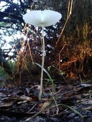 Leucocoprinus fragilissimus image