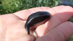 Haemopis lateromaculata