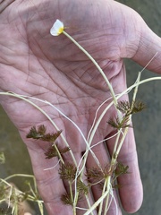 Ranunculus circinatus