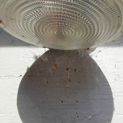 Neospintharus trigonum