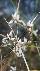 Rhynchospora nivea