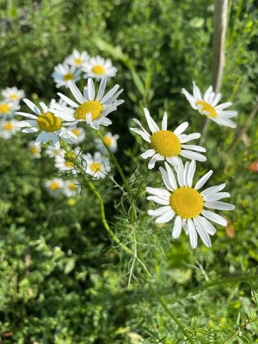 Tripleurospermum inodorum