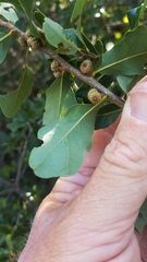 Quercus sinuata breviloba