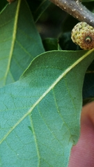 Quercus sinuata breviloba