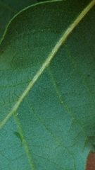 Quercus sinuata breviloba