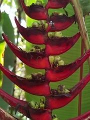 Heliconia lankesteri rubra