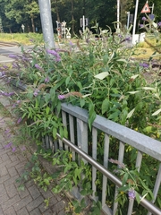 Buddleja davidii