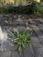 Plantago lanceolata