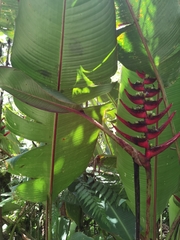Heliconia lankesteri rubra