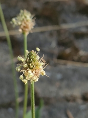 Plantago lanceolata