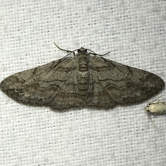 Iridopsis vellivolata