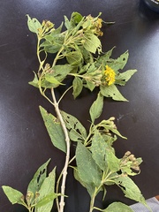 Smallanthus maculatus