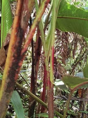 Heliconia lankesteri rubra