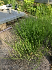 Equisetum arvense