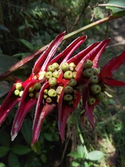 Heliconia lankesteri rubra