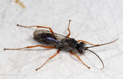 Auplopus mellipes