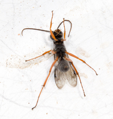 Auplopus mellipes