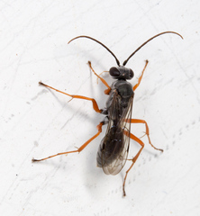 Auplopus mellipes