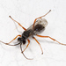 Red-legged Spider Wasp - Photo (c) Lee Elliott, some rights reserved (CC BY-NC-SA), uploaded by Lee Elliott