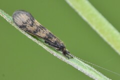 Mystacides interjectus