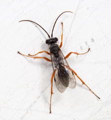 Auplopus mellipes