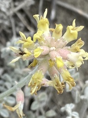Astragalus anemophilus