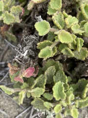 Acalypha californica