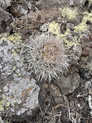 Ferocactus fordii borealis
