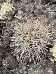 Ferocactus fordii borealis