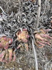 Dudleya cultrata