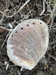 Haliotis cracherodii