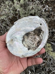 Haliotis cracherodii