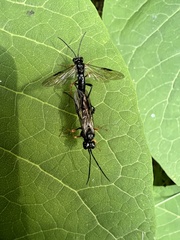 Tenthredo mandibularis