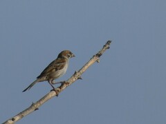 Passer montanus