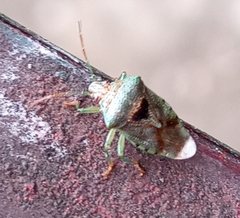 Elasmucha grisea