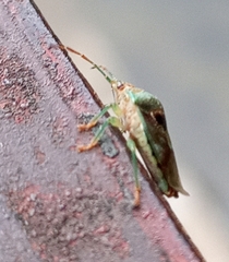 Elasmucha grisea