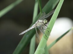 Orthetrum cancellatum