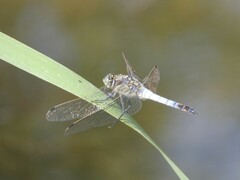 Orthetrum cancellatum