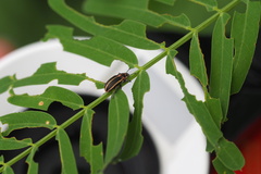 Eudiagogus