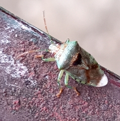 Elasmucha grisea