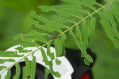 Eudiagogus