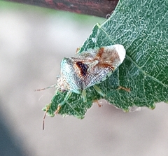 Elasmucha grisea