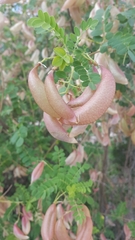 Colutea