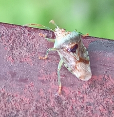 Elasmucha grisea
