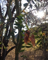 Schinopsis lorentzii