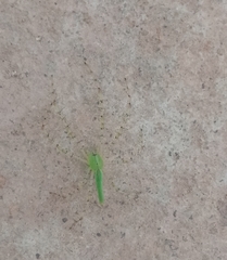 Peucetia viridis