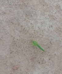 Peucetia viridis