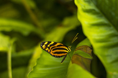 Melinaea lilis imitata